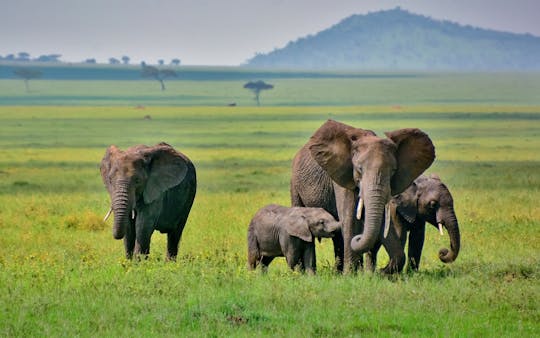 Safari de 4 dias no Serengeti e na Cratera de Ngorongoro com balão de ar quente