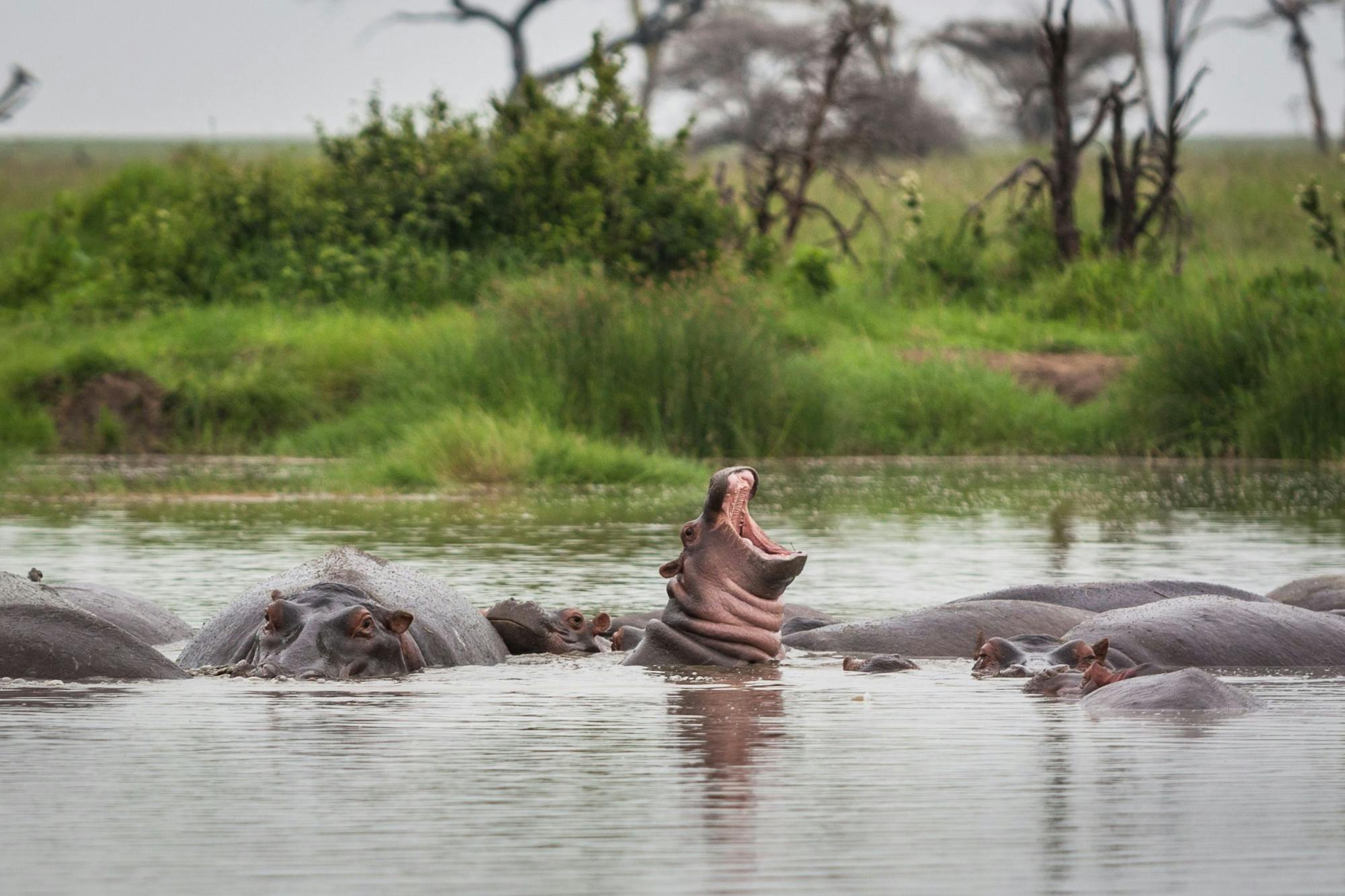 Safari de 2 dias no Parque Nacional Nyerere com voo a partir de Zanzibar