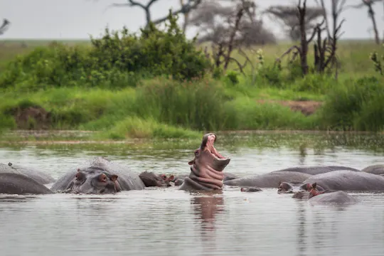 Safari de 2 dias no Parque Nacional Nyerere com voo à tarde a partir de Zanzibar