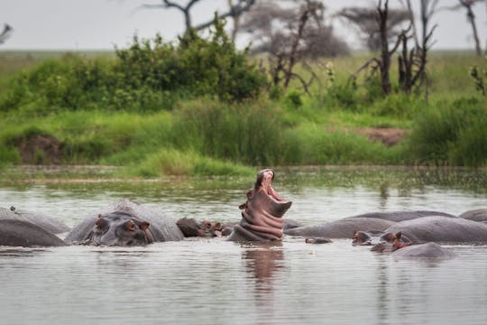 Safari de 2 dias no Parque Nacional Nyerere com voo a partir de Zanzibar