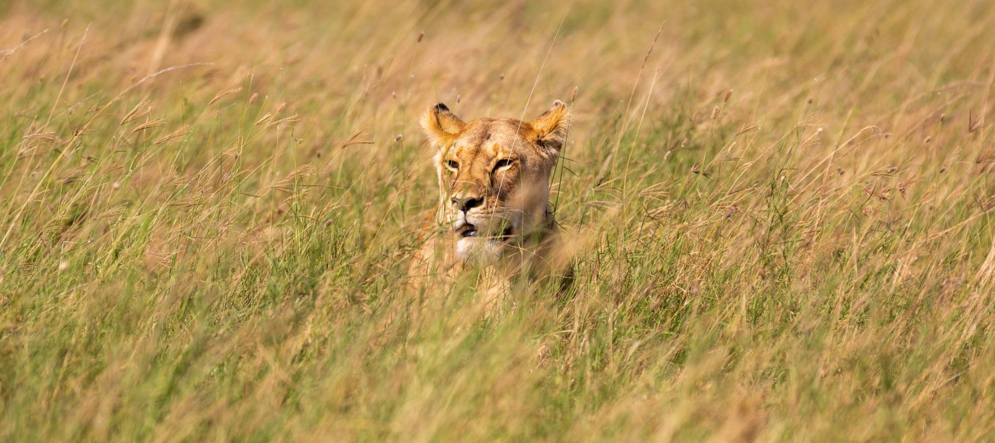 Serengeti, Ngorongoro, Tarangire Safari de 4 dias com balão de ar quente