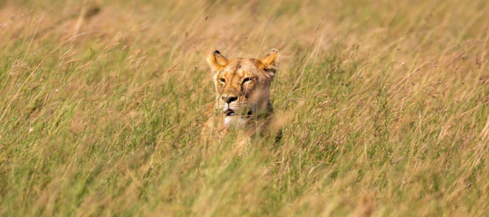 Serengeti, Ngorongoro, Tarangire 4-Day Safari with hot air balloon