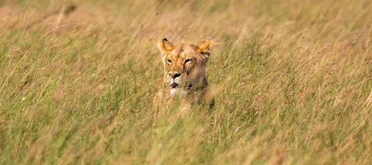 Safari di 4 giorni Serengeti, Ngorongoro, Tarangire con mongolfiera