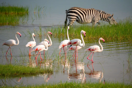 Ngorongoro Crater and Tarangire 3-day private safari from Zanzibar