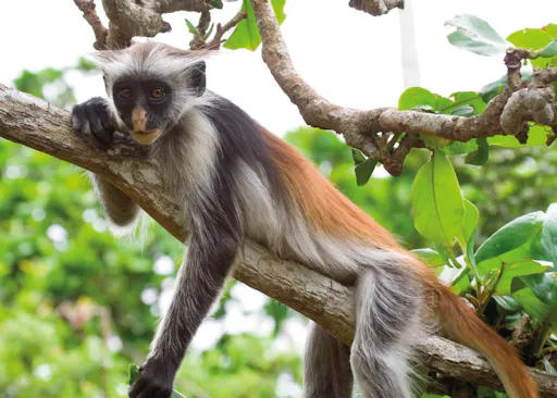 Zanzibar Jozani Chwaka Bay National Park private tour