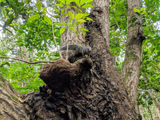Zanzibar Jozani Chwaka Bay National Park private tour
