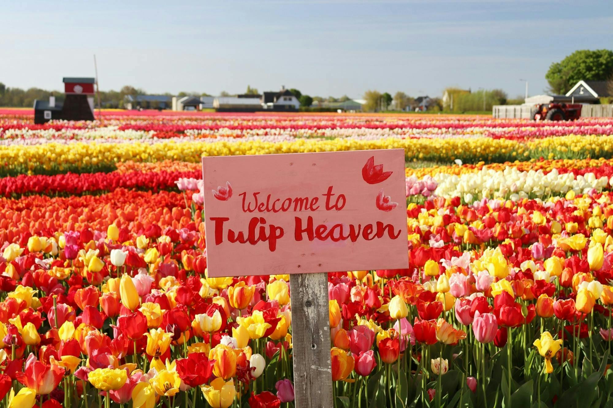 Tulpen im Keukenhof entdecken und 5 Blumen mit nach Hause nehmen