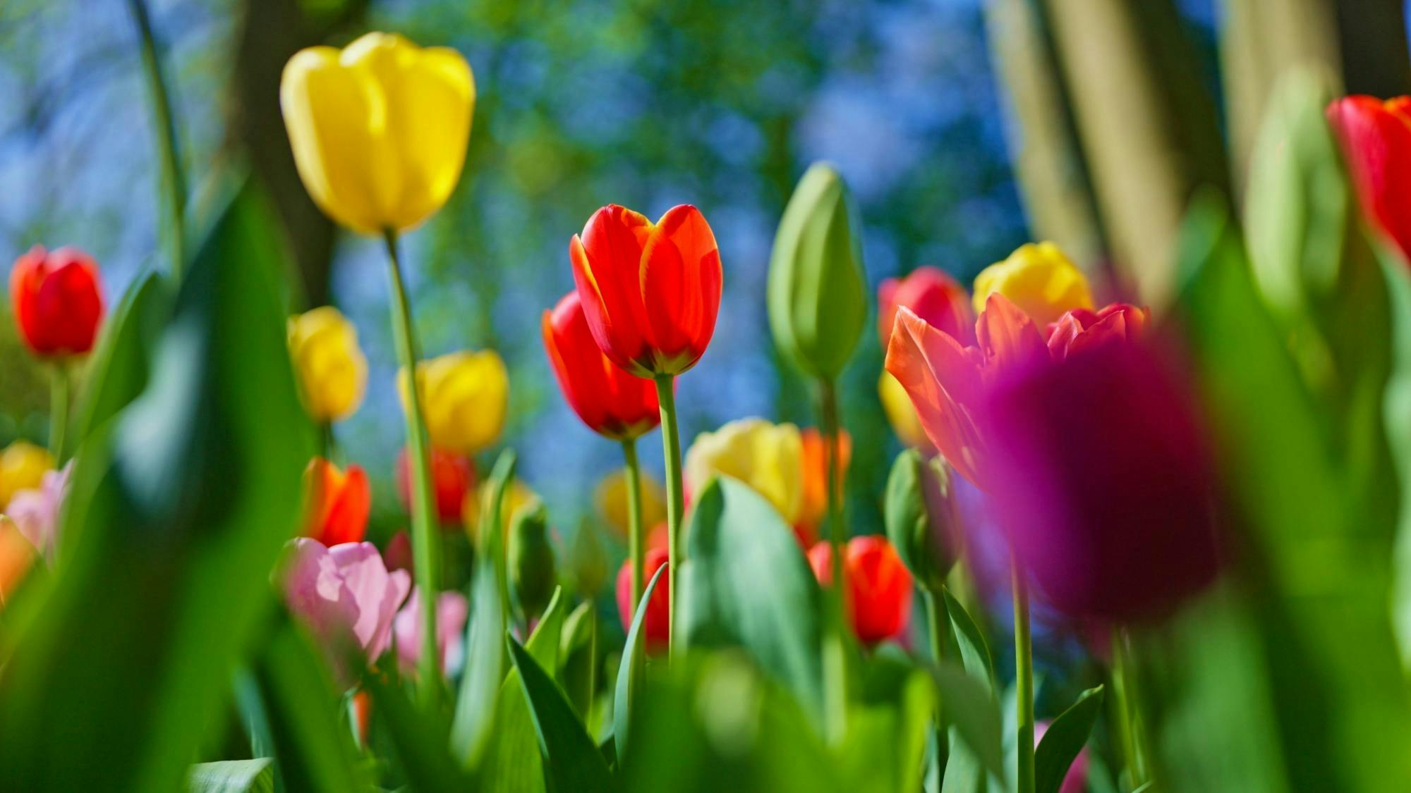 Tour da Amsterdam a Keukenhof e alla campagna olandese