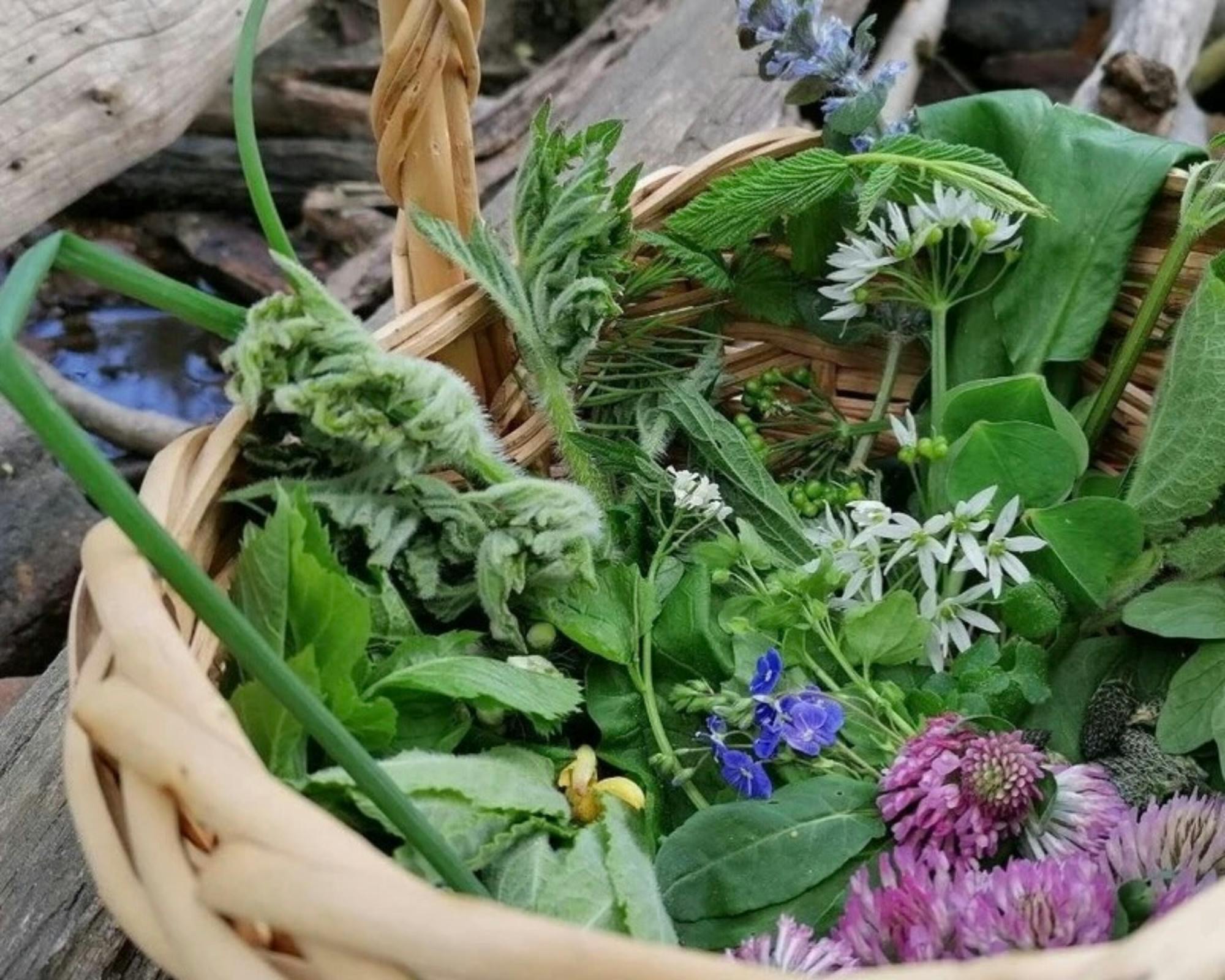 Passeio guiado de recolha de plantas silvestres em Göttingen