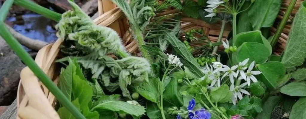 Koblenz wild plant foraging guided walk