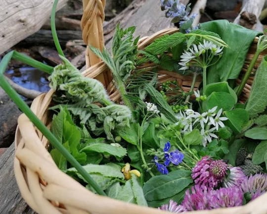 Paseo guiado por Lübeck en busca de plantas silvestres