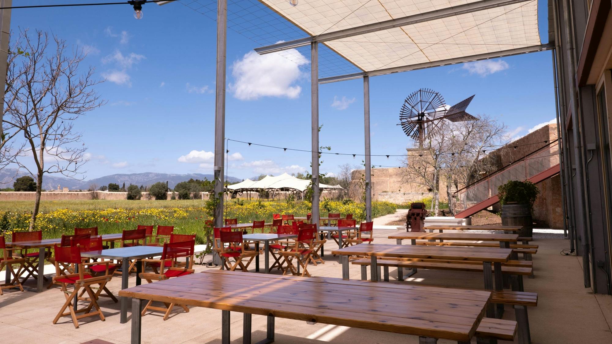 Majorca almond blossom tour with cake tasting