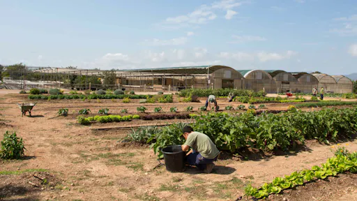 Majorca almond blossom tour with cake tasting