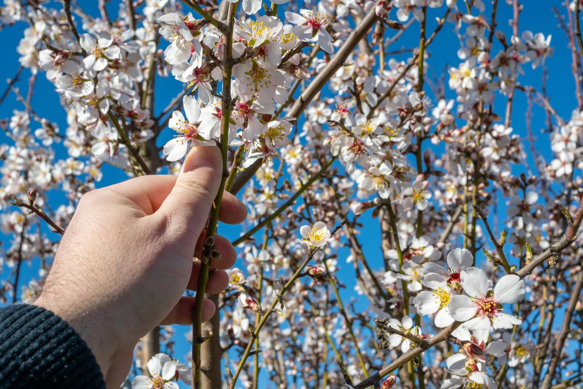 Majorca almond blossom tour with cake tasting