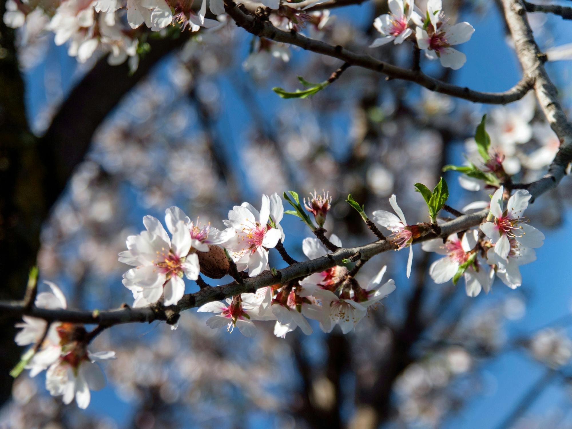 Majorca almond blossom tour with cake tasting