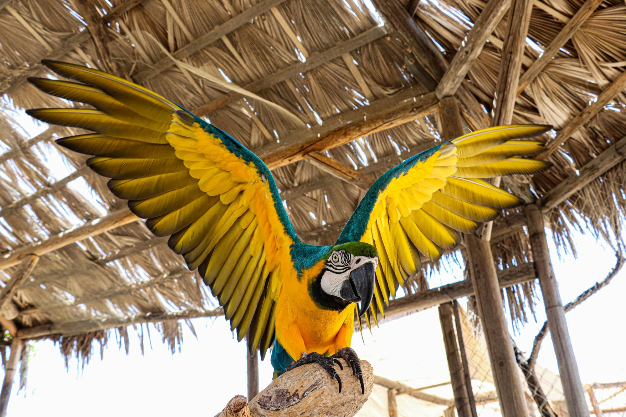 Wild Canyon Adventures park pass in Los Cabos