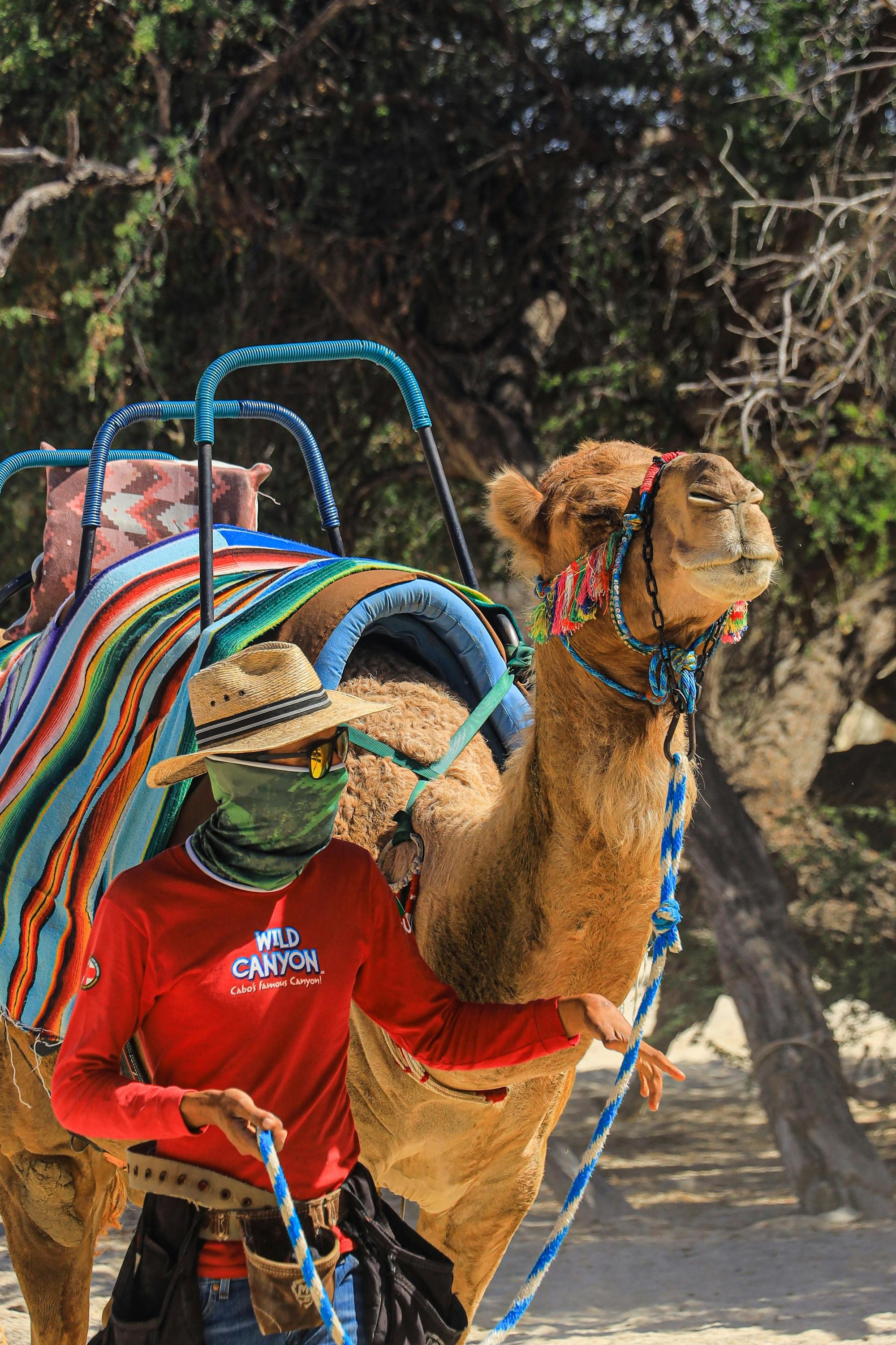 Wild Canyon Adventures park pass in Los Cabos