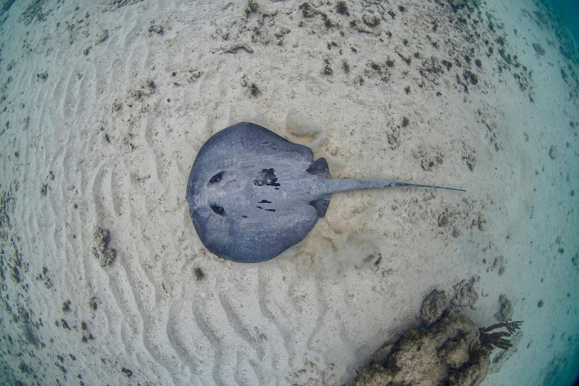 Riviera Maya coral reef snorkel and cenote cave swim