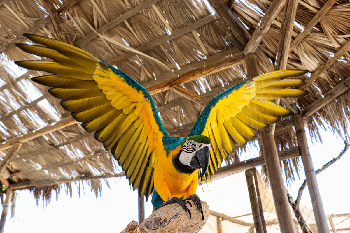 Wild Canyon Adventures park pass in Los Cabos