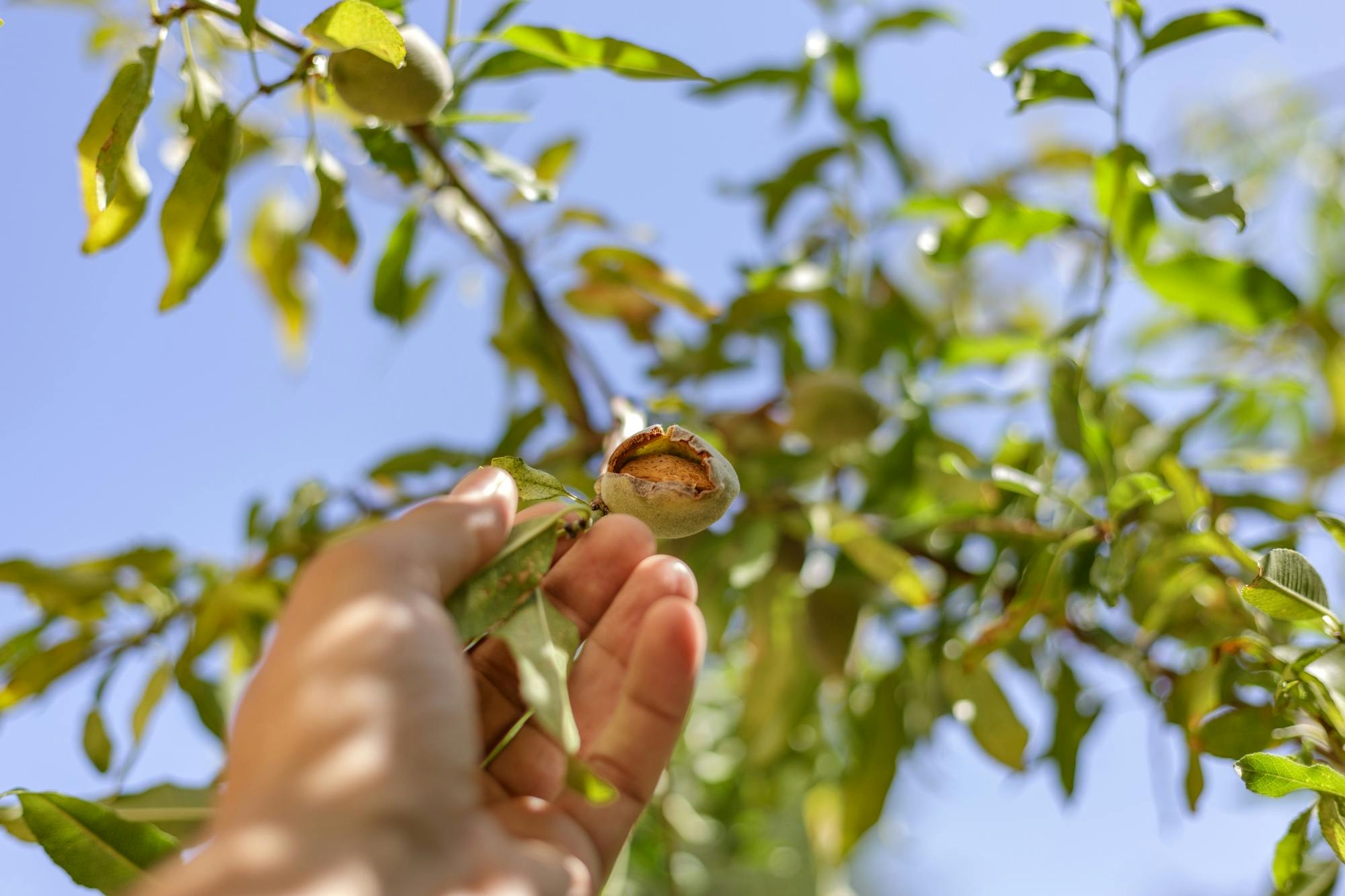 Majorca almond blossom tour with cake tasting