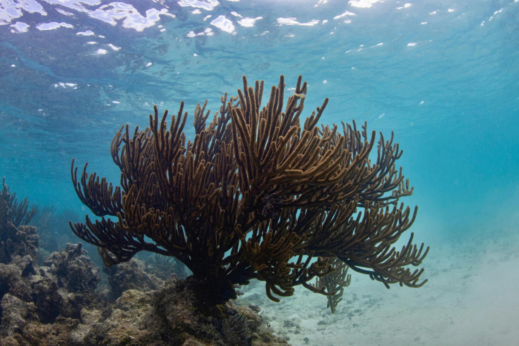 Riviera Maya coral reef snorkel and cenote cave swim