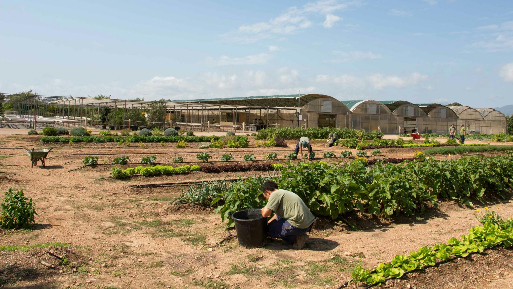 Majorca almond blossom tour with cake tasting
