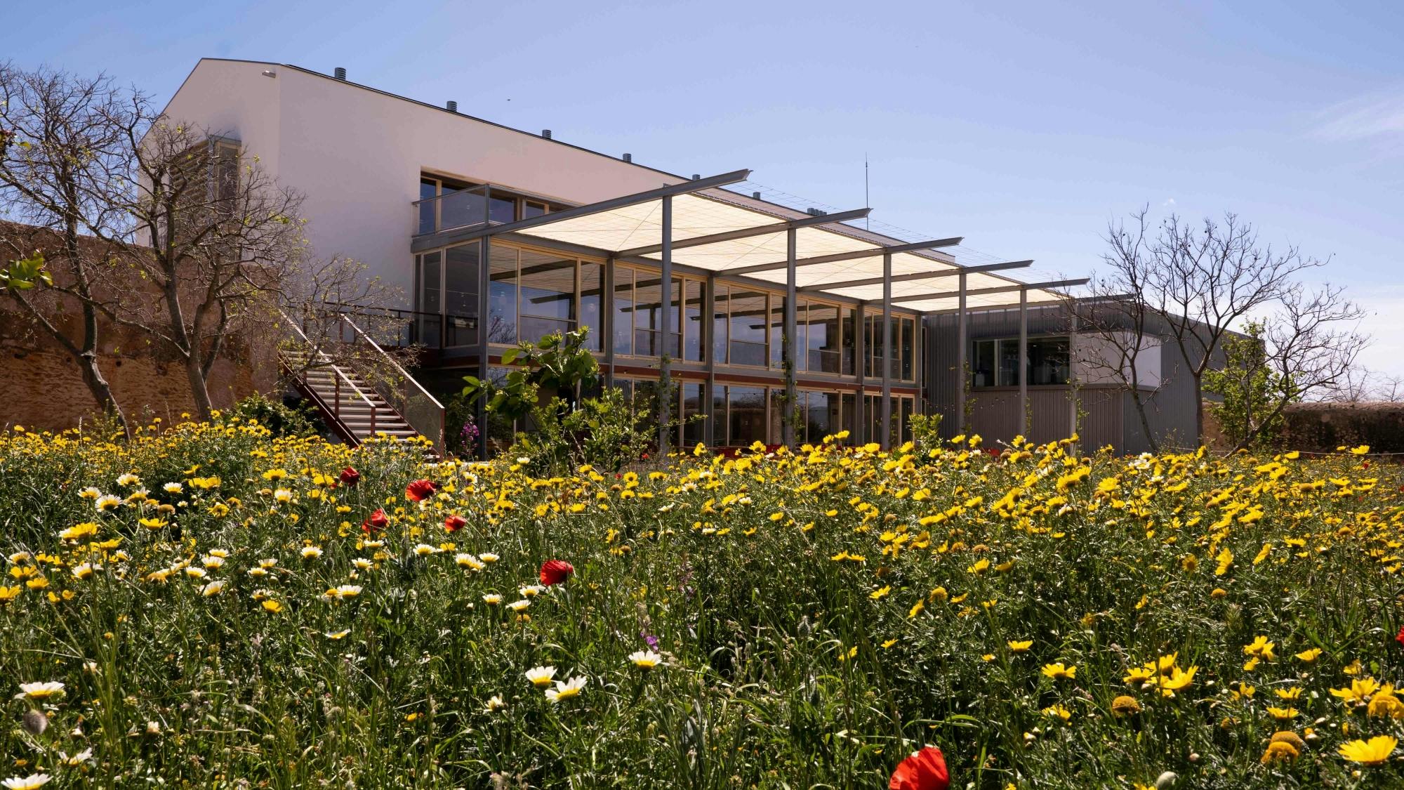 Majorca almond blossom tour with cake tasting