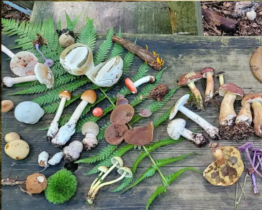 Mushroom foraging guided hike in Bielefeld