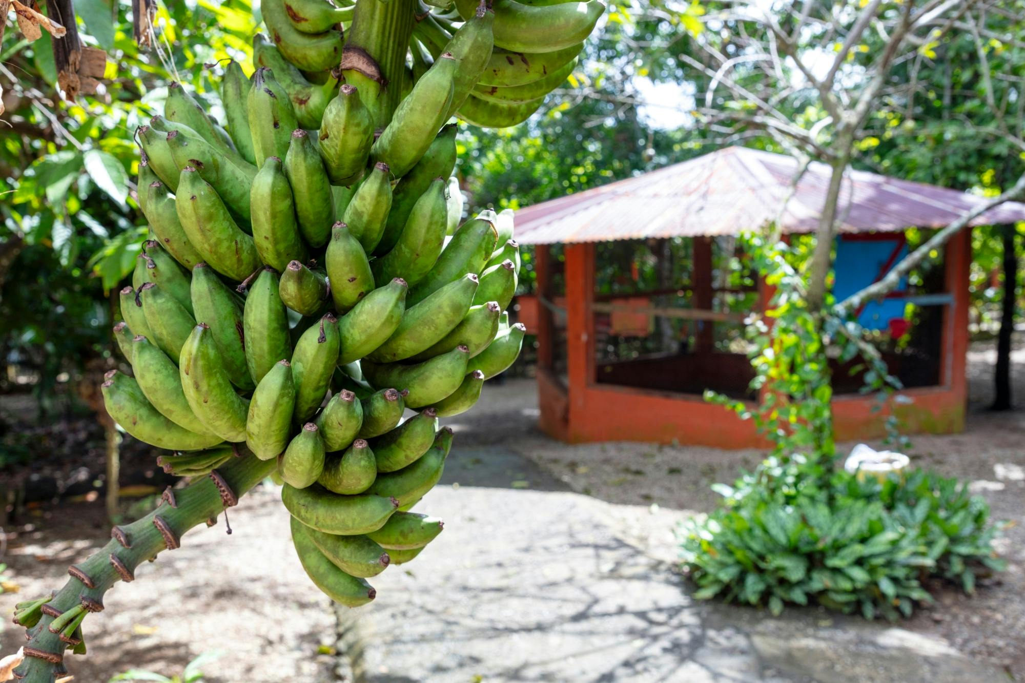 Full-day tour of Higuey with local lunch in a family home
