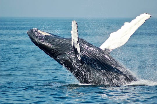 Mauritius whale watching speedboat tour