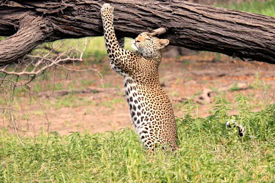 Nyerere National Park two-day safari with two game drives