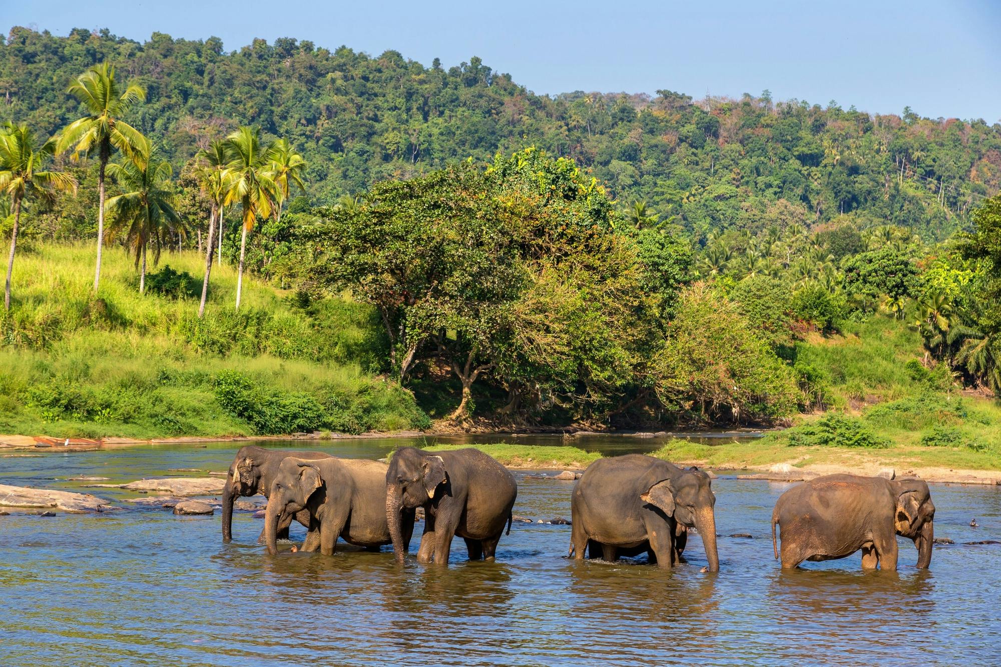 Goan jungle village tour with elephant experience
