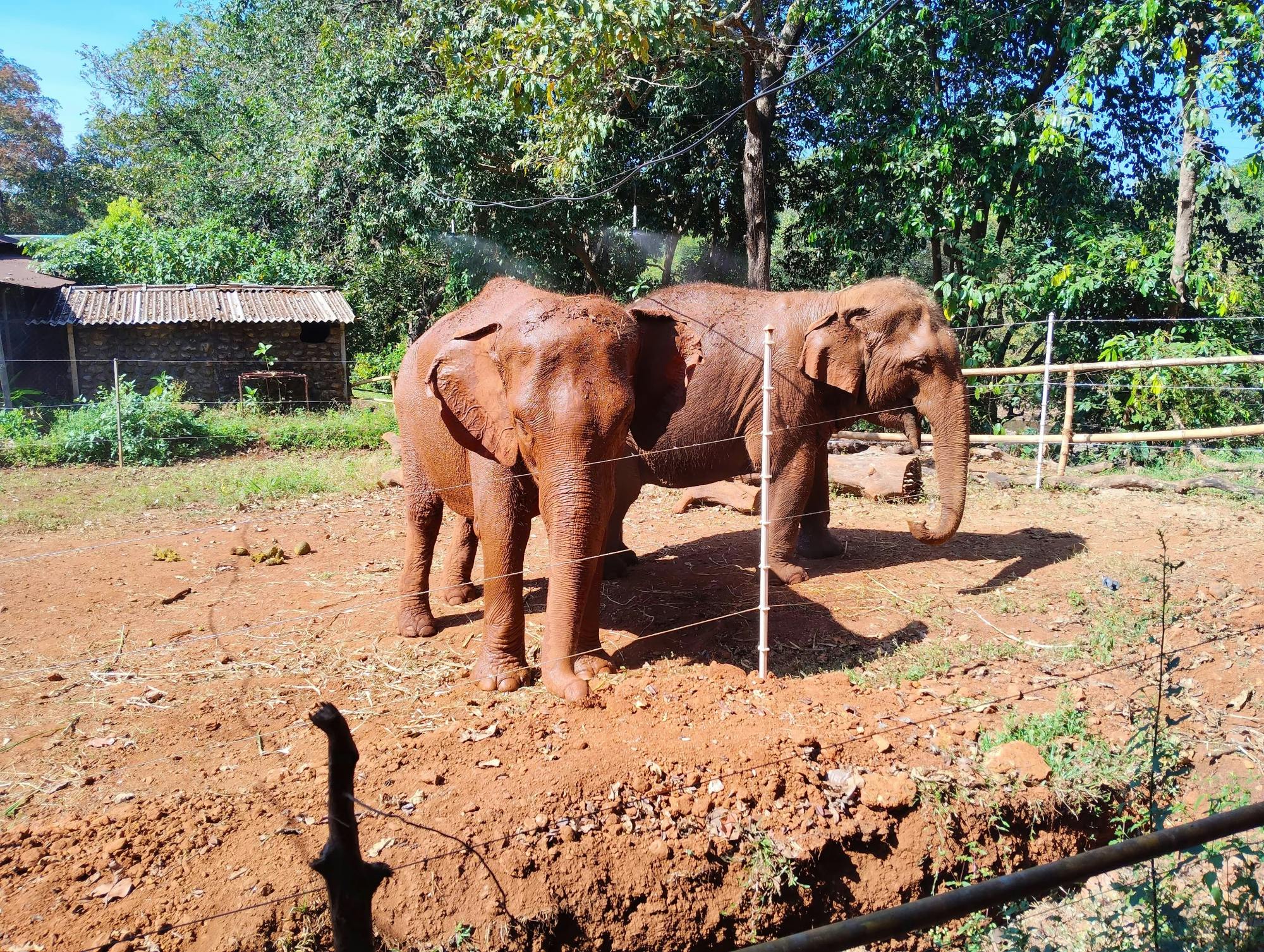 Goan jungle village tour with elephant experience