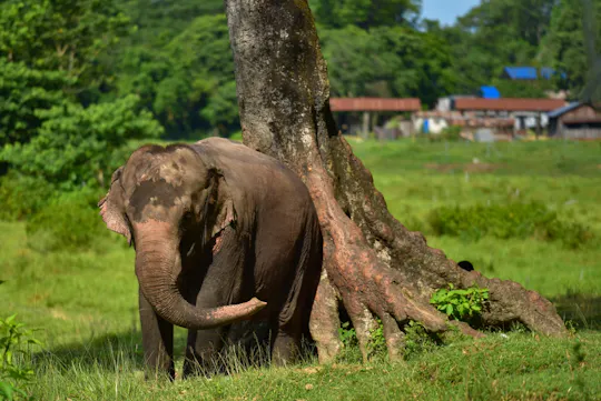 Goan jungle village tour with elephant experience