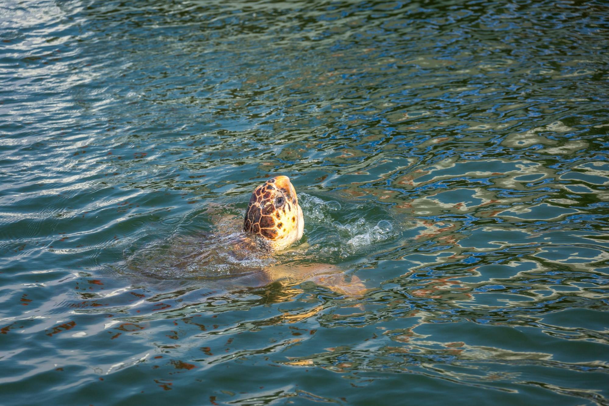 Dalyan riverboat tour with market and Turtle Beach visit