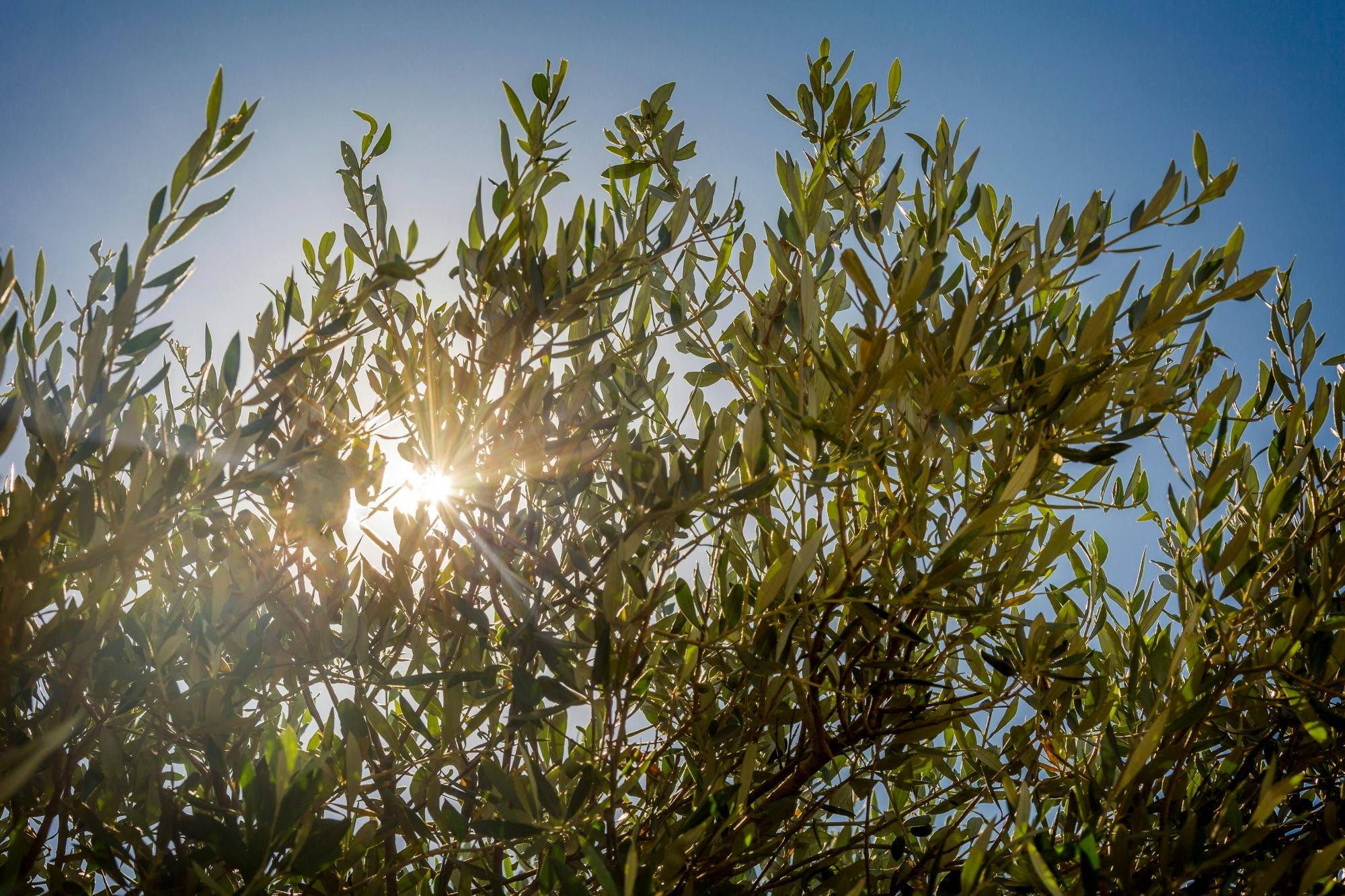 Visita guidata di Finestrat e visita all'azienda olivicola con degustazione