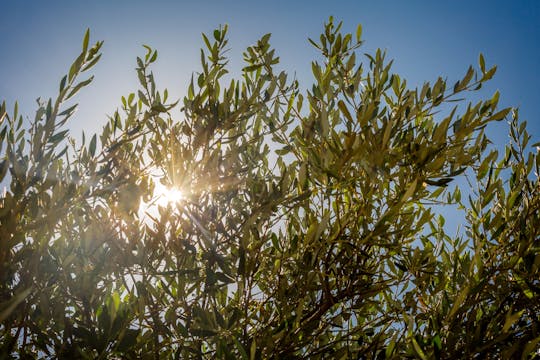 Visita guiada a Finestrat y a una explotación olivarera con degustación