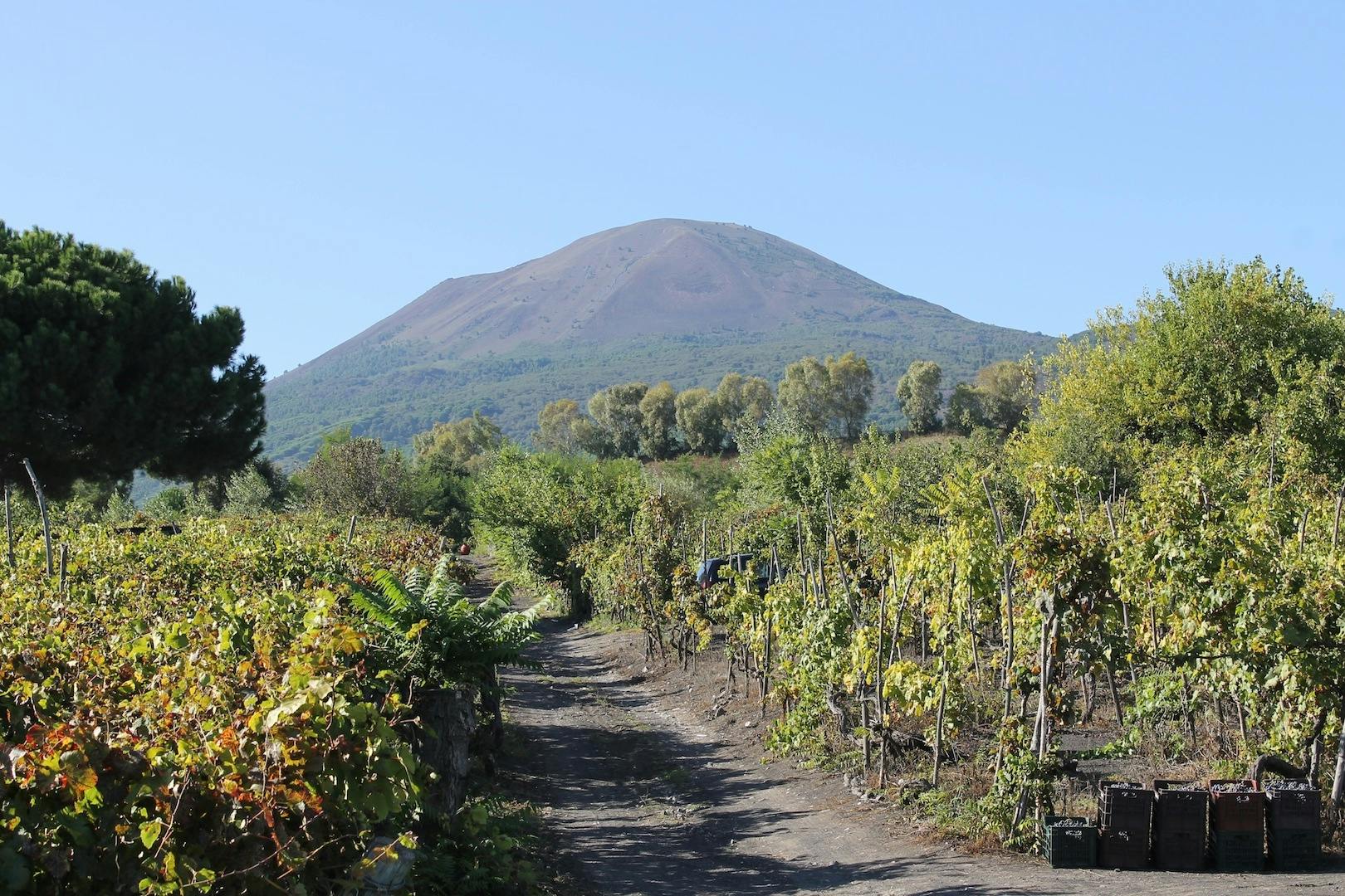 Visite guidée d'une journée complète des ruines de Pompéi et des vignobles du Vésuve au départ de Sorrente