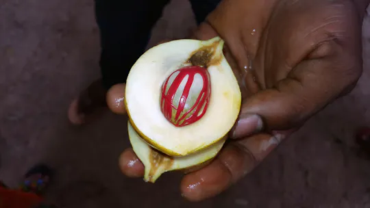 Privétour naar een specerijenboerderij op Zanzibar