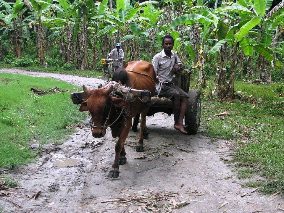 Zanzibar Jozani Forest, cave and village adventure private tour