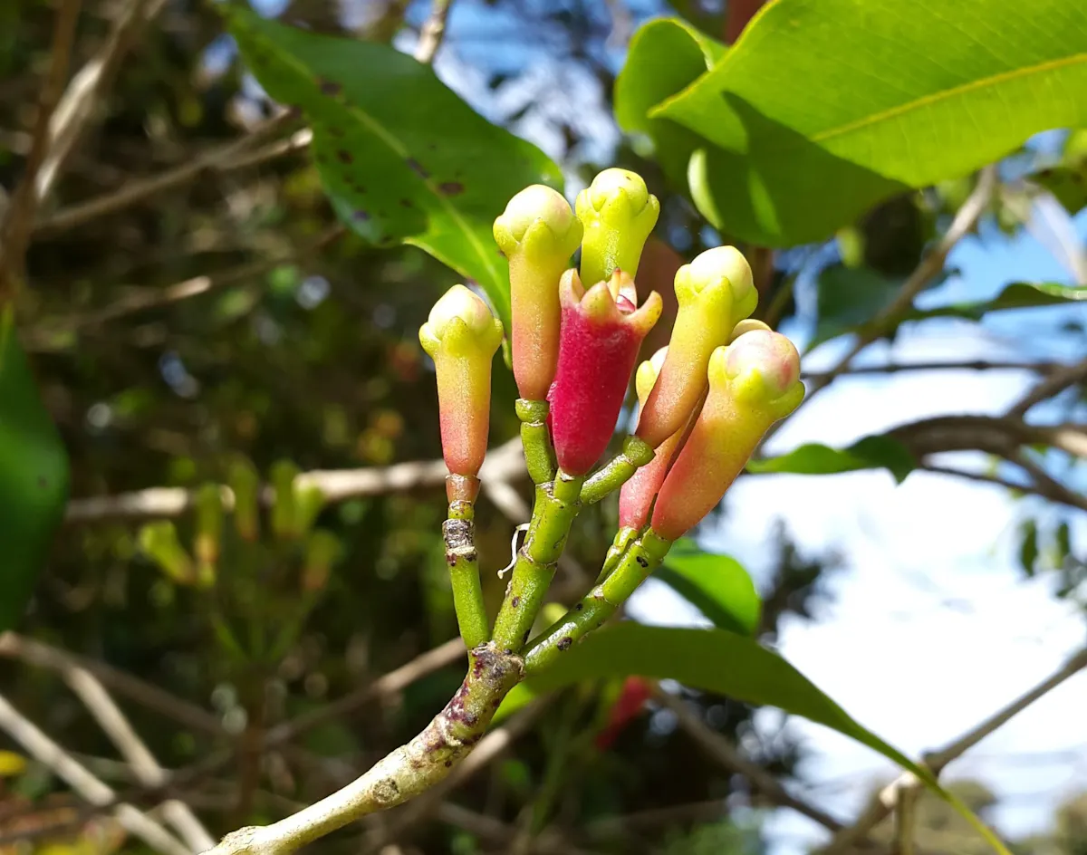 Zanzibar spice farm private tour