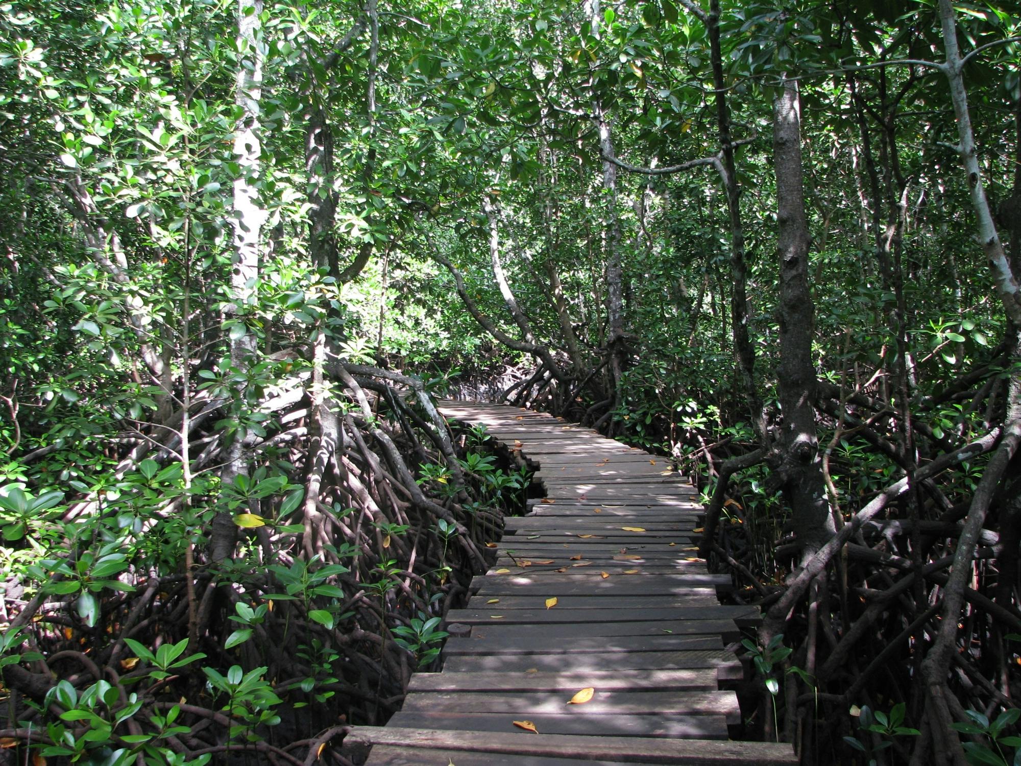 Zanzibar Jozani Forest, cave and village adventure private tour