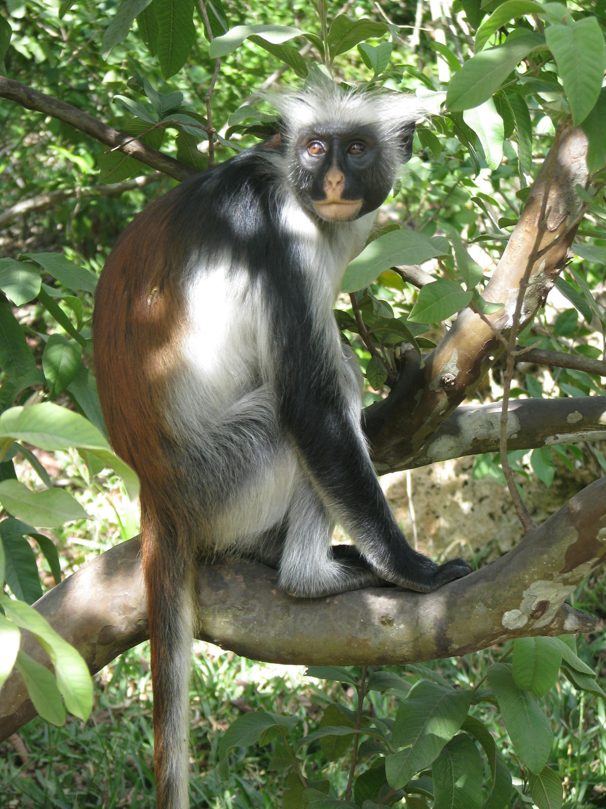 Zanzibar Jozani Forest, cave and village adventure private tour