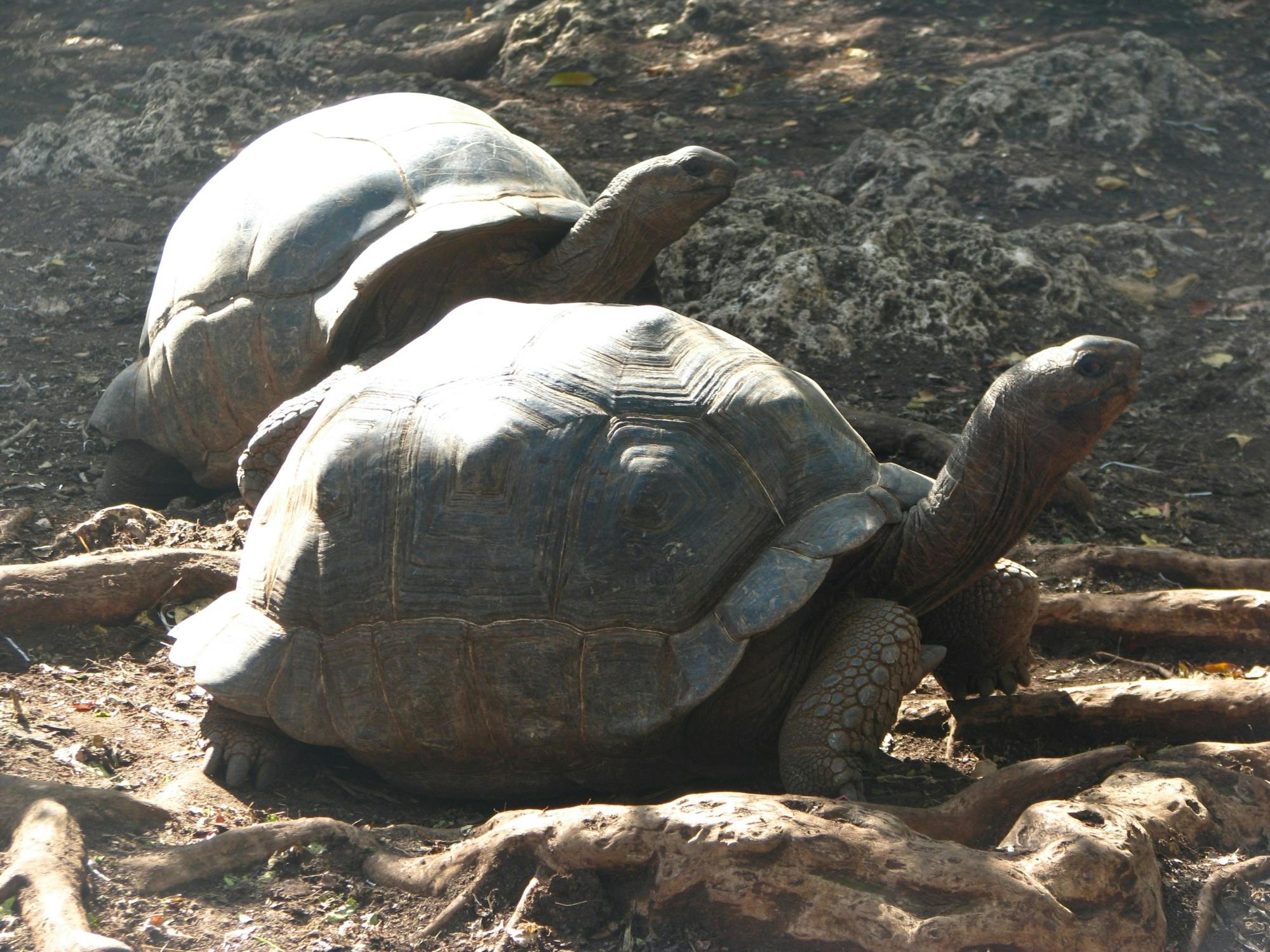 Zanzibar Jozani Forest, cave and village adventure private tour