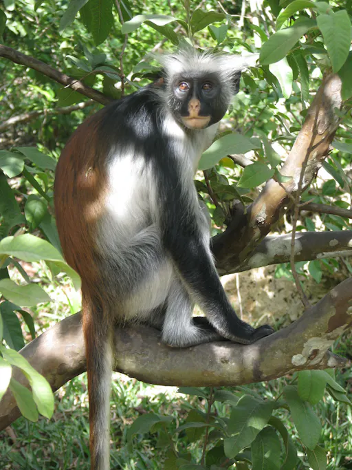 Zanzibar Jozani Forest, cave and village adventure private tour