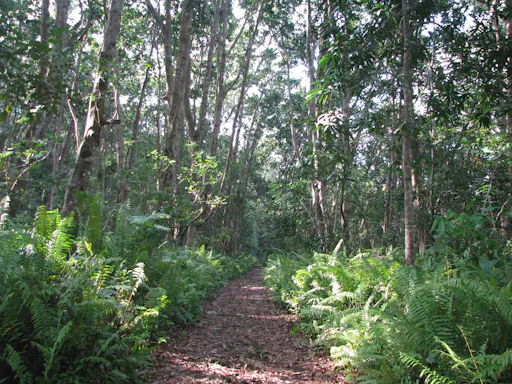 Zanzibar Jozani Forest, cave and village adventure private tour