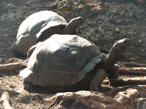 Zanzibar historic Stone Town and Prison Island private tour