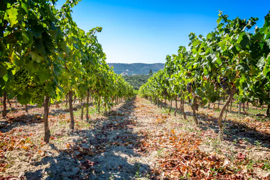 Vin et repas au vignoble de Ktima Akrani à Kos