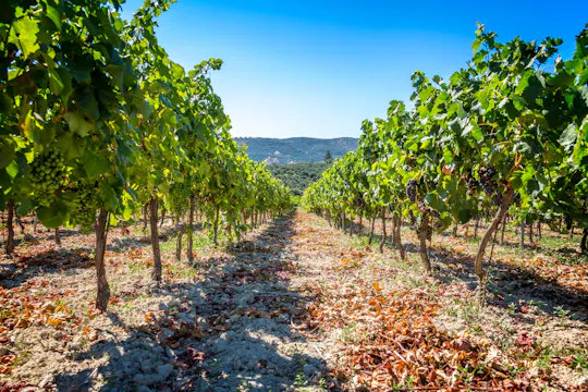 Prato de vinho e almoço no vinhedo Ktima Akrani em Kos