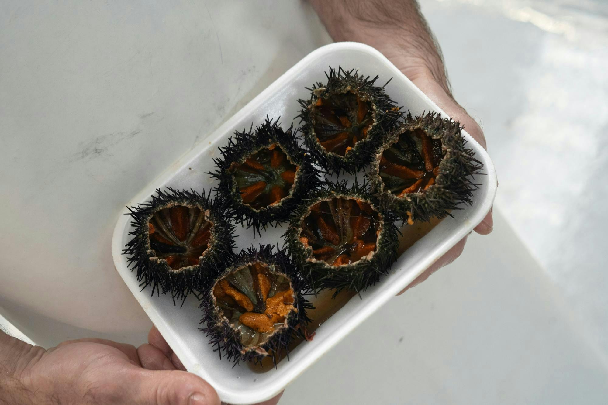 Porto Fish Market tasting tour